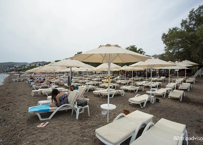 Viras 3*