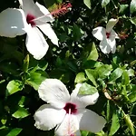 Viras Hotell Ortakent